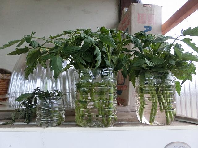 トマトの脇芽を水挿しで根を出させる