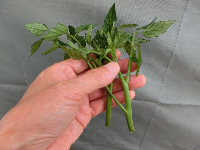 トマトの脇芽