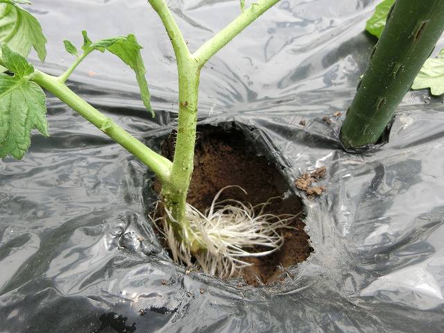 トマトの脇芽を水挿しで根が出て植えた