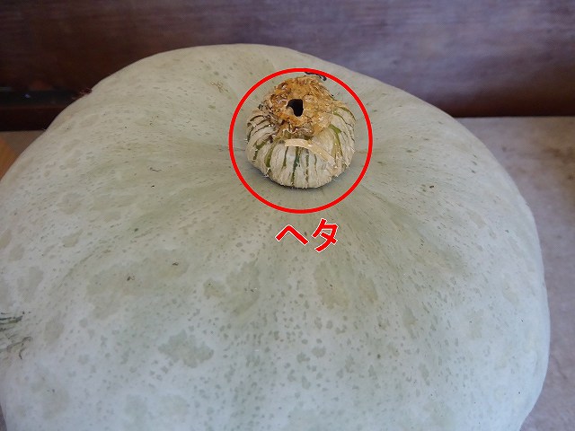 かぼちゃのヘタ