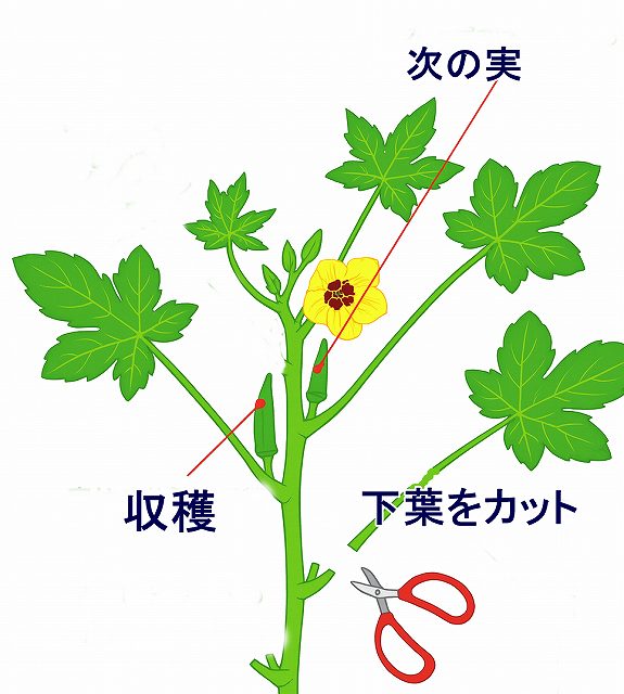 オクラの収穫の仕方と適期の見極め方