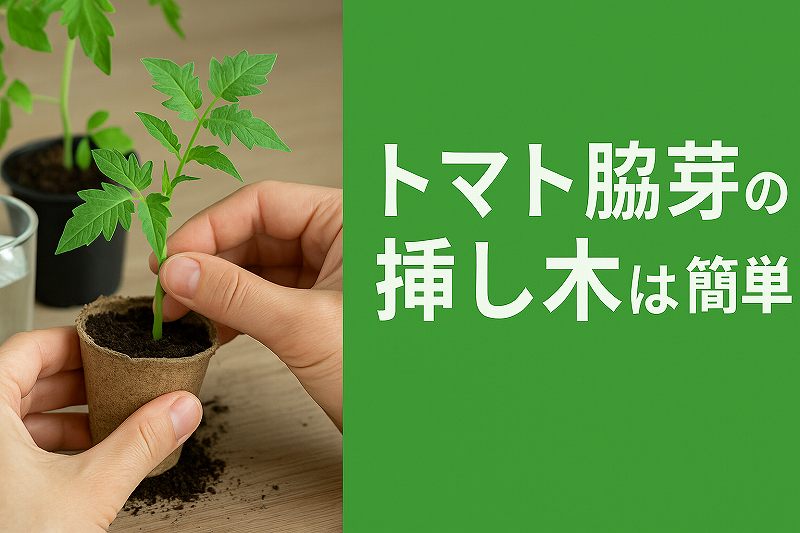 トマト脇芽