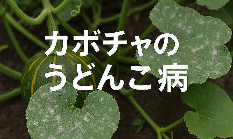 カボチャうどんこ病