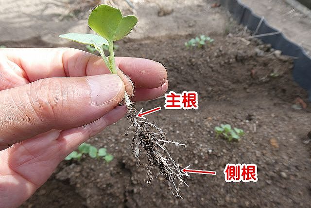 大根の側根