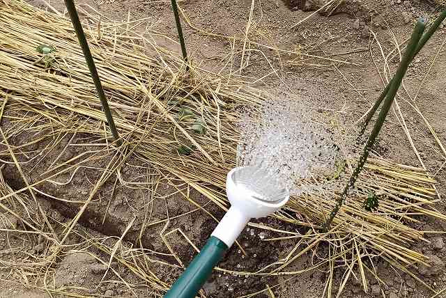 サツマイモたっぷり水を与えて活着を促す