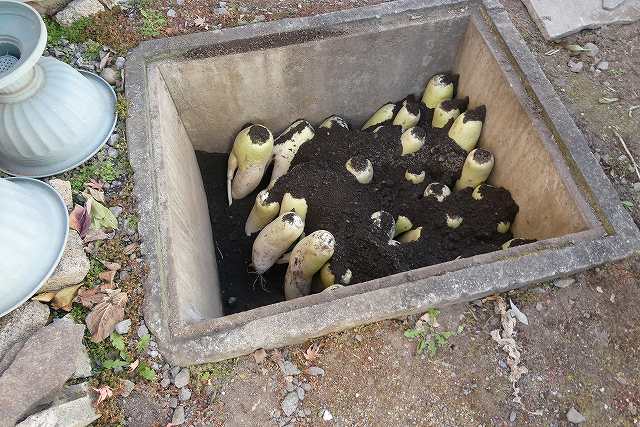 大根を室で保存した