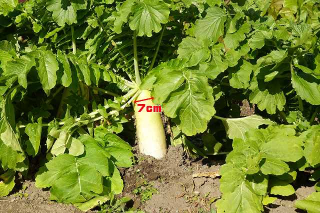 大根の収穫時期