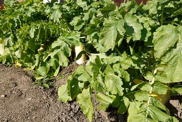 大根の収穫時期