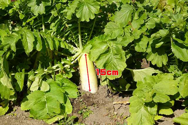 大根の収穫時期