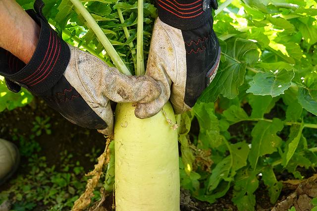 大根の収穫のやり方