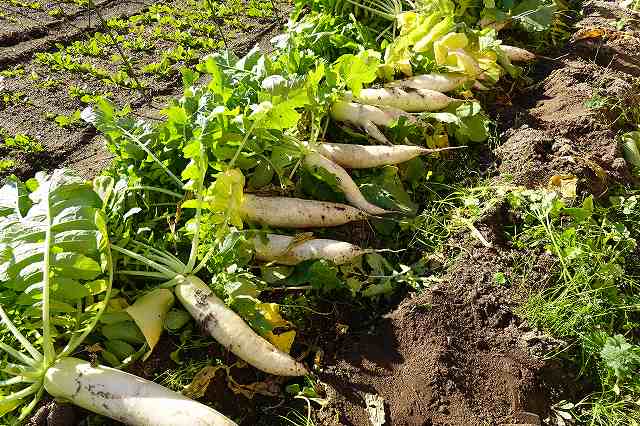 大根の収穫