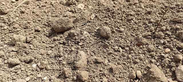 小石の多い畑で毎年石拾いしてます