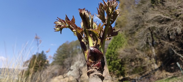 タラの芽
