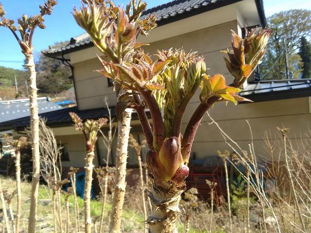 家庭菜園でのタラの芽です、30本位の栽培の様子です