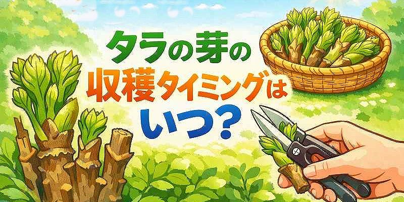 タラの芽の収穫時期