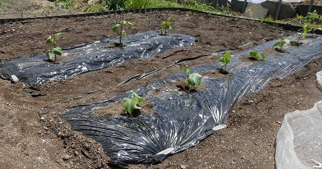 キュウリ、ナス、トマトを植えました