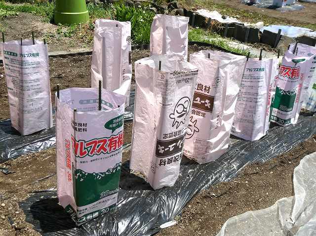 黒マルチと防寒、暴風で行灯で対策です