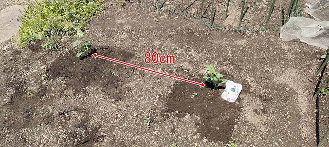 小玉スイカの間隔は80センチで植えました