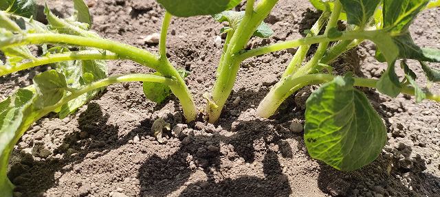 じゃがいもの芽かきは2～3本残す