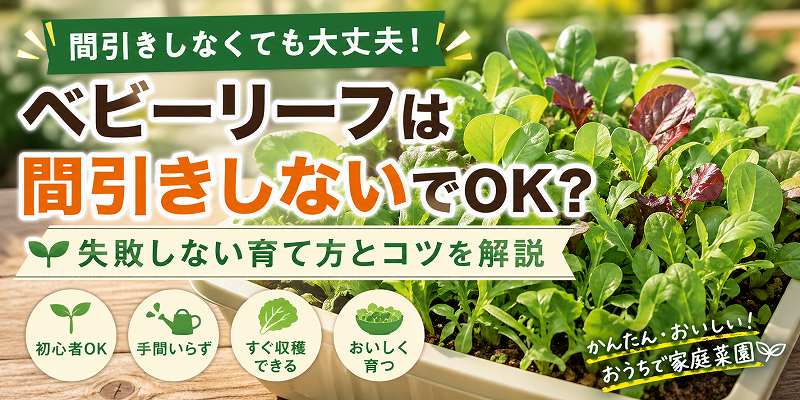 ベビーリーフの間引きはする？