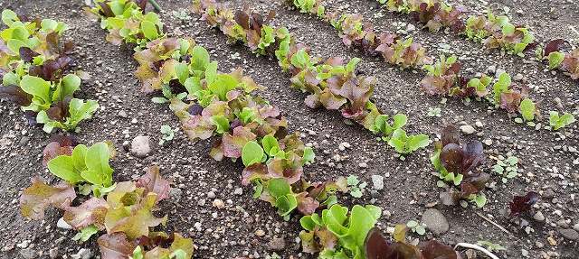 筋状蒔いたベビーリーフ、畑は小石だらけです
