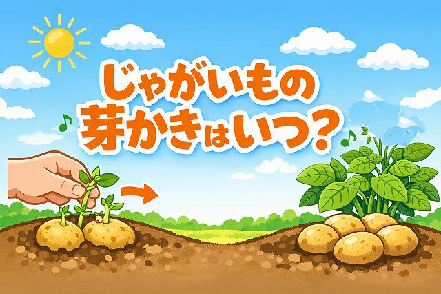 じゃがいもの芽かきはいつ