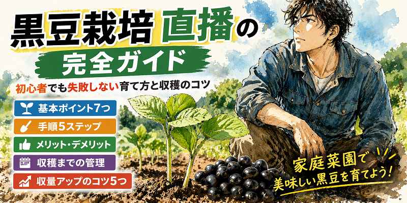黒豆の栽培