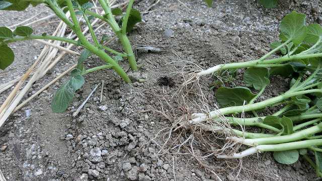 じゃがいもの芽かき