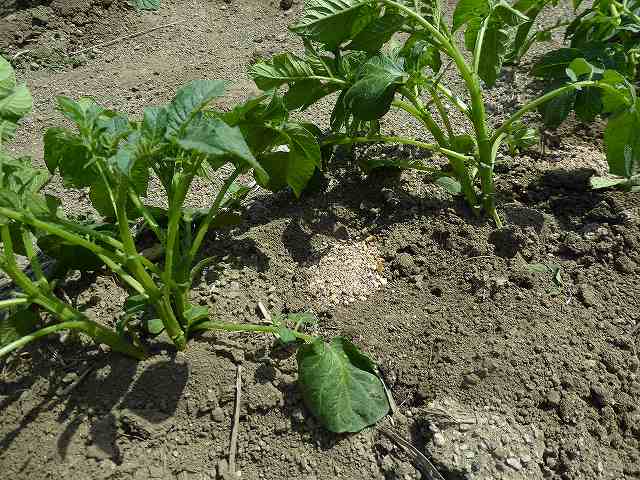 ジャガイモ芽かき後に追肥