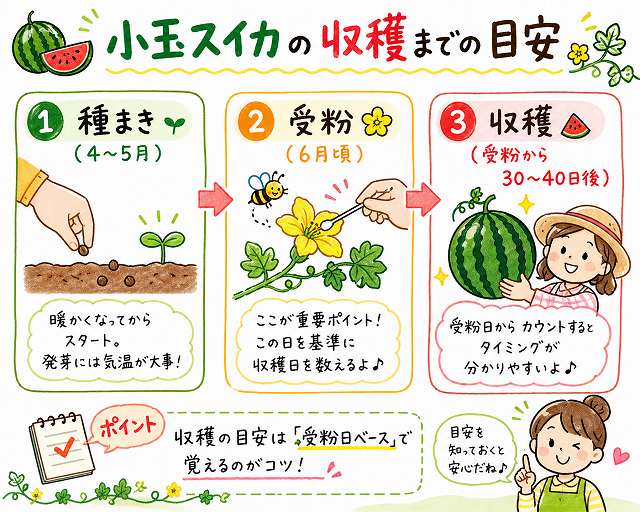 小玉スイカの収穫までのスケジュール目安