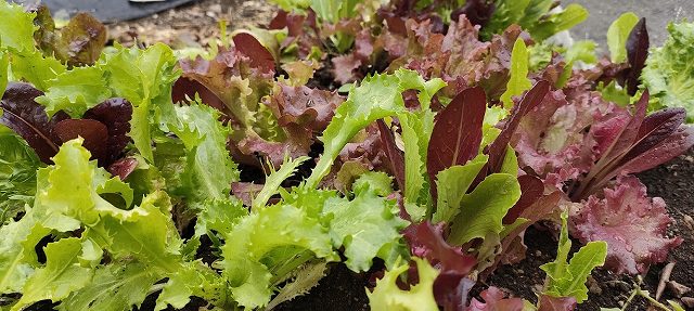 収穫できるベビーリーフ