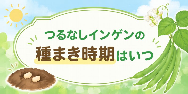 つるなしインゲンの種まきの時期
