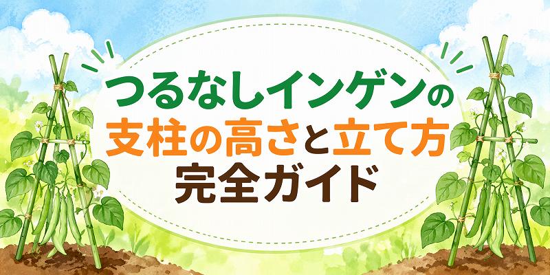 つるなしインゲンの支柱の高さ