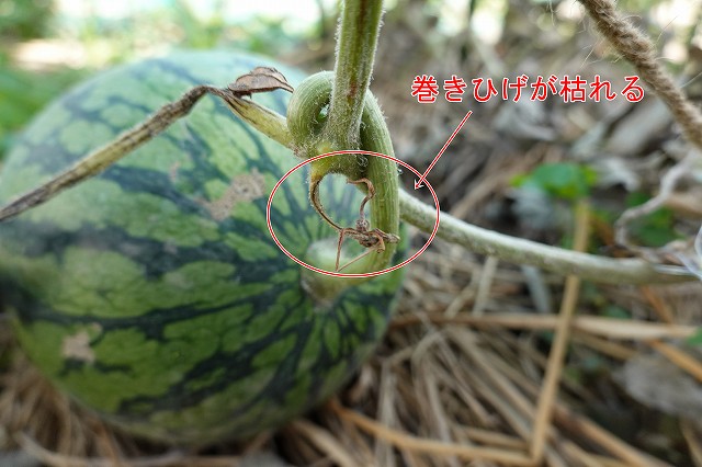 小玉スイカの巻きひげが枯れる
