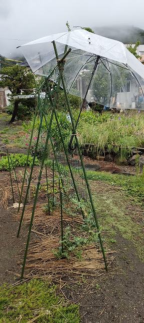 小玉スイカの雨対策でビニール傘