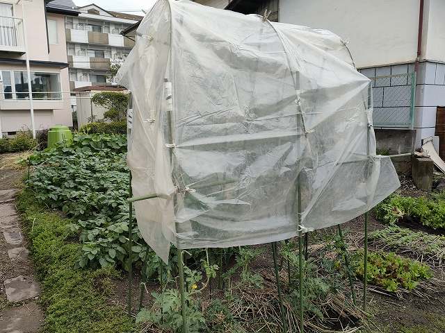 小玉スイカの雨対策をする