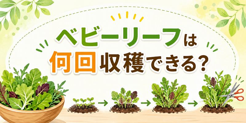 ベビーリーフは何回収穫できる