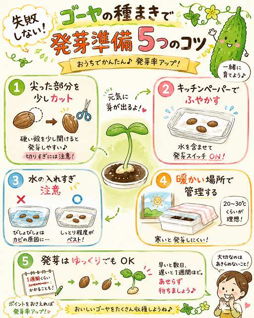 ゴーヤ 種まき 方法で失敗しない発芽準備5つ