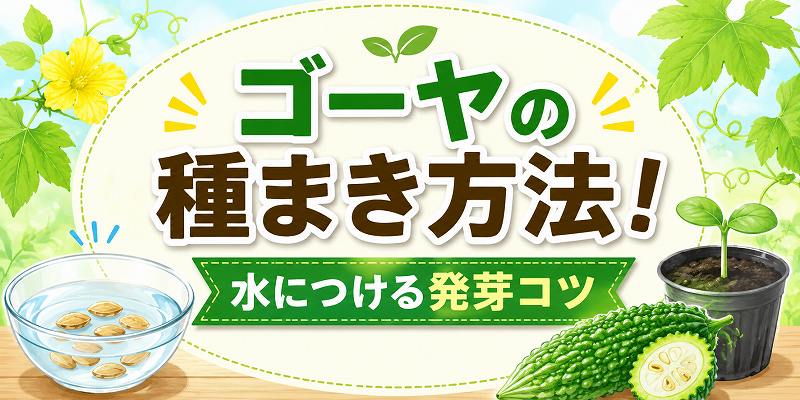 ゴーヤ種まきで水につける