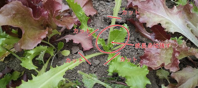 ベビーリーフの成長点(新芽)を残してまわりをカット