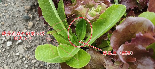 ベビーリーフの成長点(新芽)を残してまわりをカット