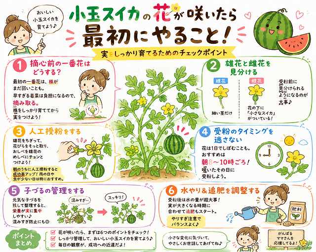 小玉スイカ 花が咲いたら最初に確認したい7つ