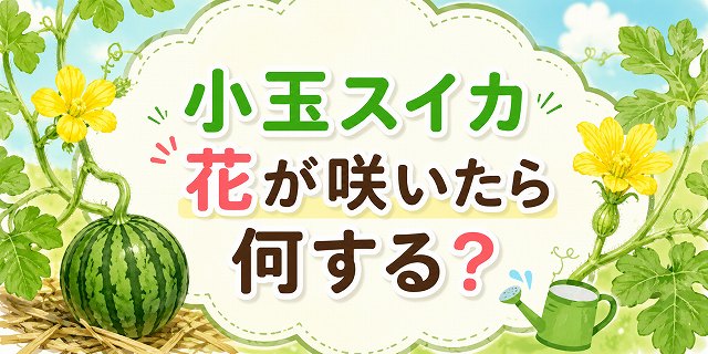 小玉すいか花が咲いたら