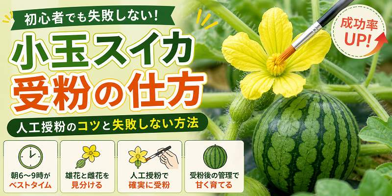 小玉スイカ授粉のやり方