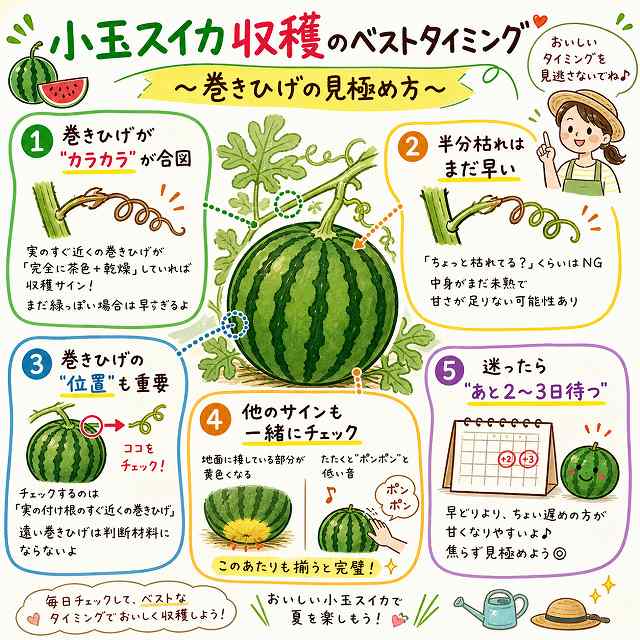 小玉スイカ収穫時期 巻きひげの正しい見極め方