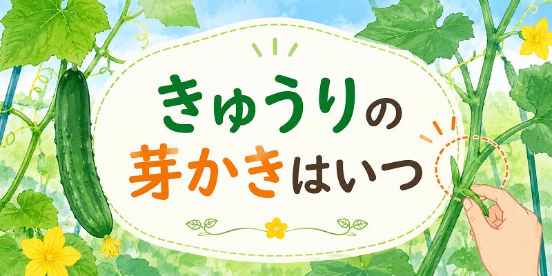 きゅうりの芽かいはいつ？