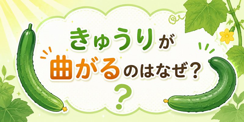 きゅうりが曲がるのは何故