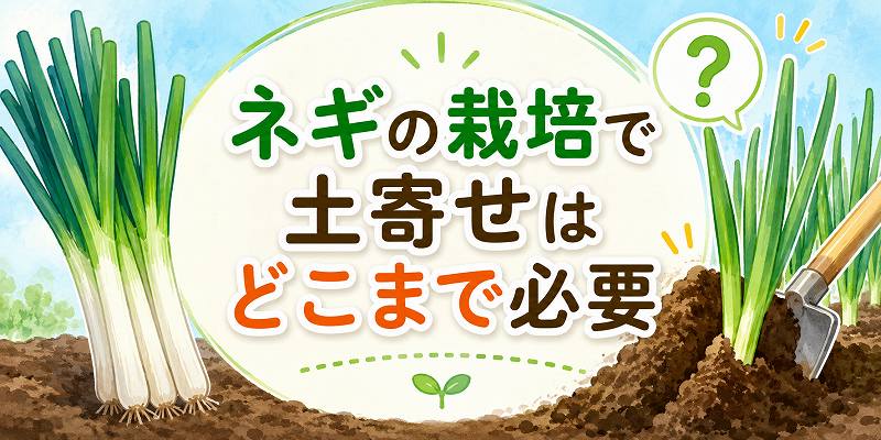ネギの栽培で土寄せは必要？