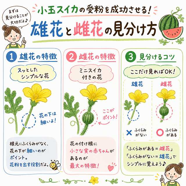 小玉スイカ雄花と雌花の違い