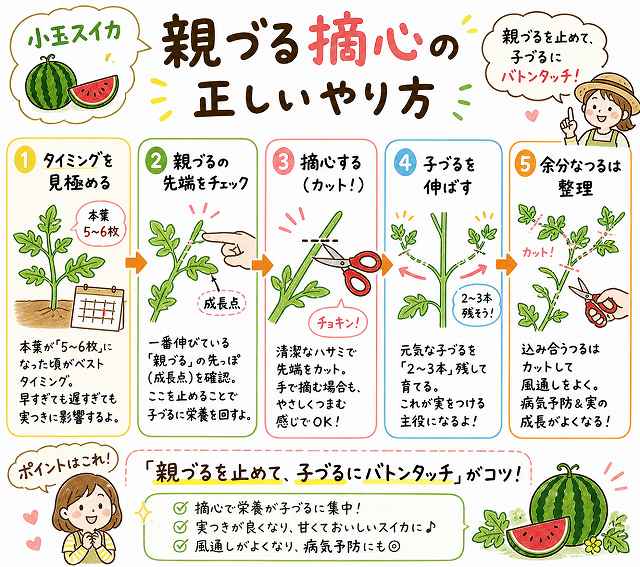小玉スイカ 親づる 摘心の正しいやり方